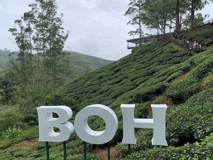 【BOH Tea Malaysia 訪問１】