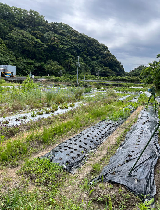 【sanchu farmさんを訪問しました】