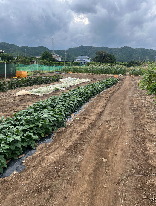 【三重県 - 86歳のおばあちゃんファーマーを訪問】